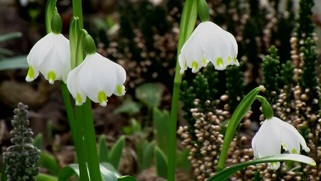 Fr&uuml;hlingsknotenblumen zittern im Wind (Nahaufnahme)