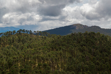 forest from the top of mount tlaloc mexico