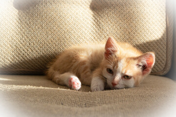 Kitten sleeping on the sofa, cat at home