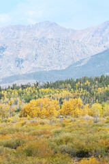 Meadow and Mountains