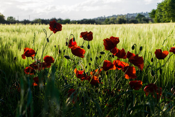 Landscapes of Marche , Italy: countryside.