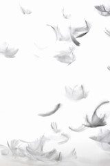 羽