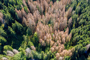 a dead and a healthy forest from above - obrazy, fototapety, plakaty