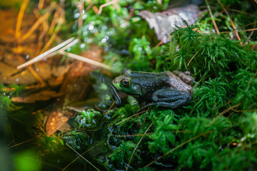 frog in the pond