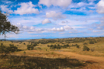 Fototapeta premium Cattle in the pasture, Australia