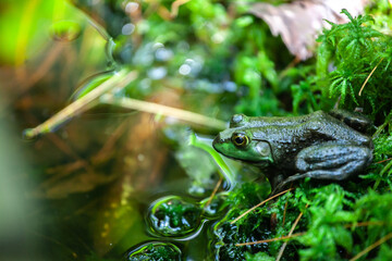 frog in the pond