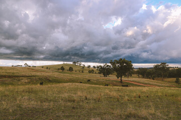 Fototapeta na wymiar Cattle in the pasture, Australia