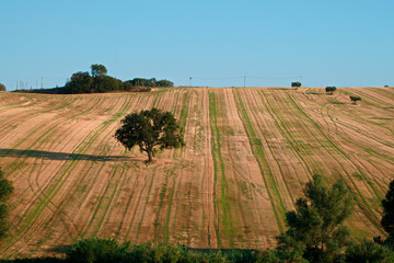 Landscapes of Marche , Italy: countryside.