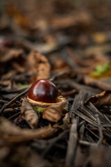 Chestnuts and leaves laying on the ground in the park