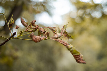 Autumn leaves of chestnut tree 