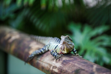 lizard, Australia Zoo