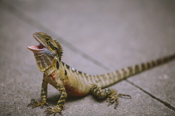 lizard, Australia Zoo