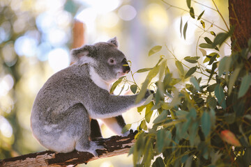 Koala, Australia Zoo, Queensland