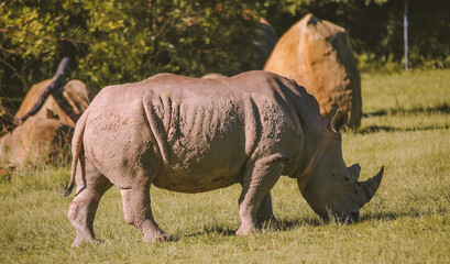 Fototapeta premium Australia Zoo, Queensland