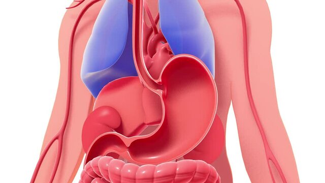 3D animation of human anatomy in relief highlighting the stomach and intestines. Internal organs on a cut silhouette that moves from bottom to top.