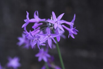 Fototapeta na wymiar Tulbaghia violacea (Society garlic) flowers / Liliaceae perennial bulbous plant
