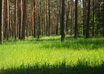 summer forest landscape.