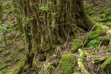 森の中のカツラの巨木の幹