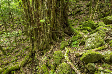 森の中のカツラの巨木の幹