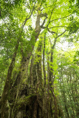 森の中のカツラの巨木