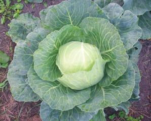 Fototapeta premium Cabbage leaves close-up.
