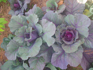 ripe cabbage