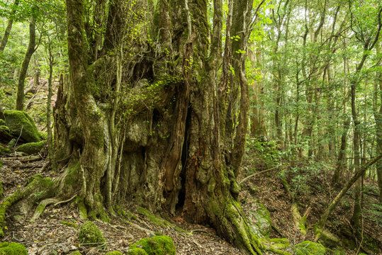 森の中のカツラの巨木の幹 © varts