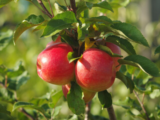 Ripe juicy apples