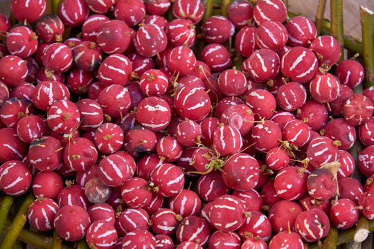 Red seeds of the plant Diplocyclos palmatus C. Jeffrey. Seeds of an exotic plant in a basket.