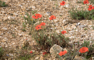 Fototapeta premium Poppies growing in a trench on the Somme battlefields of France.