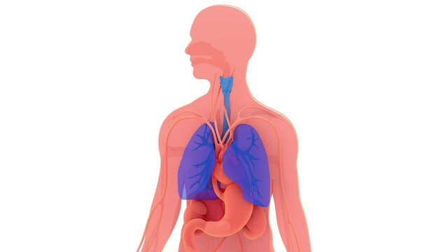 3d animation of highlighted lungs and respiratory system, showing the movements of breathing. Above other internal organs in a cut out silhouette of the human body. Moving from left to right and enlar