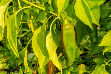 Green pepper growing