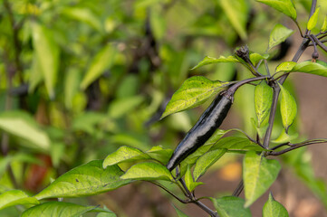 Black chilaca pepper growing