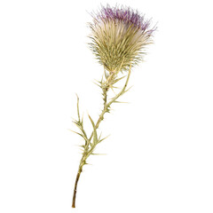 Dried thistle isolated on white background