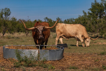 Brown and tan Texas Longhorns in pasture