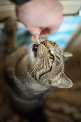 Feeding a small tiger at home with a tasty piece of sausage