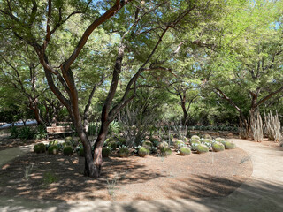 Fototapeta premium Tropical desert garden with dry plant and cactus.