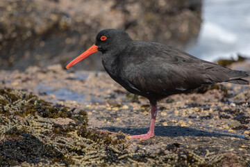 Australian sooty oystercatcher (Haematopus fuliginosus).