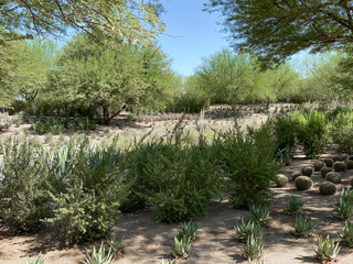 Tropical desert garden with dry plant and cactus.