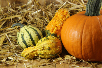 Fallen Gourds