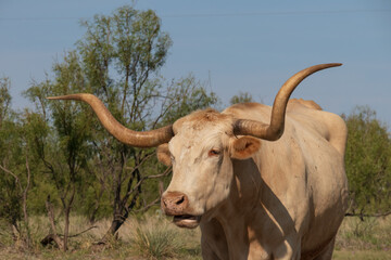 Tan colored Texas Longhorn grazing