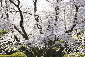 桜