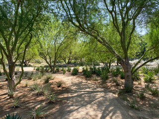 Tropical desert garden with dry plant and cactus.