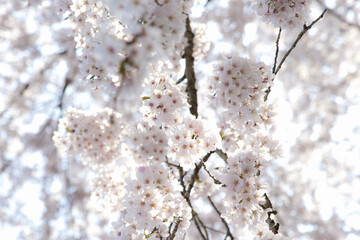 桜