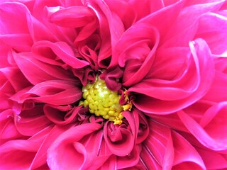 close up of pink dahlia