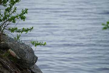 Natural background with plants and stones