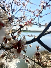 cherry tree blossom