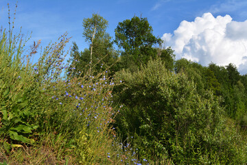 Summer landscape with trees and herbs in sunny day. Flowering blue chicory on the foreground and large cumulus clouds on the background
