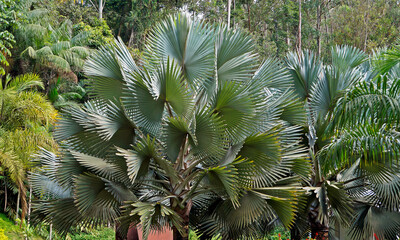 Fan palm trees on tropical garden