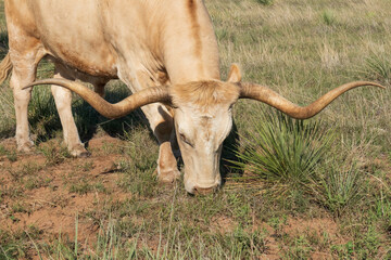 Tan colored Texas Longhorn grazing